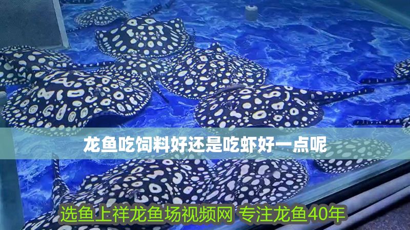 龍魚吃飼料好還是吃蝦好一點呢 龍魚吃飼料好還是吃蝦好一點呢 龍魚百科 第2張