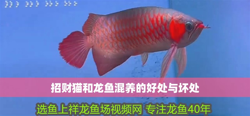 綠皮紅龍魚更貴嗎：綠皮紅龍魚價格在10000元以上，綠皮紅龍魚更貴嗎
