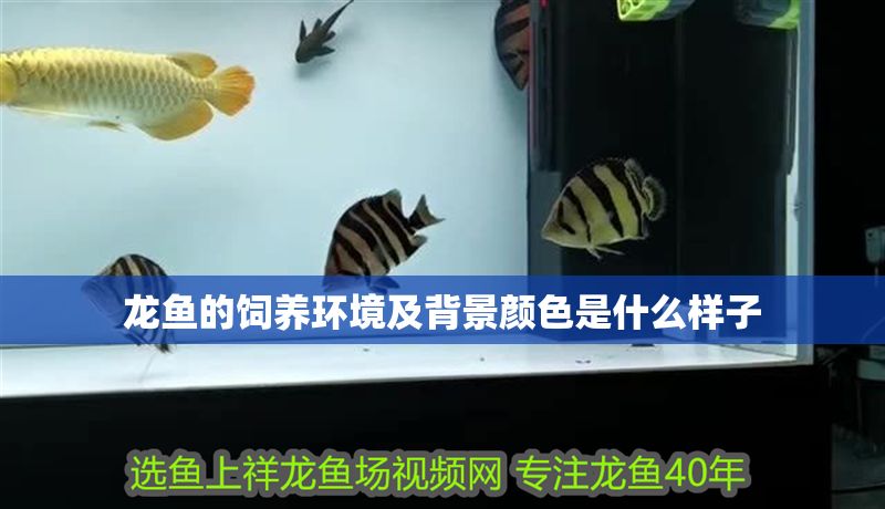 龍魚的飼養環境及背景顏色是什么樣子