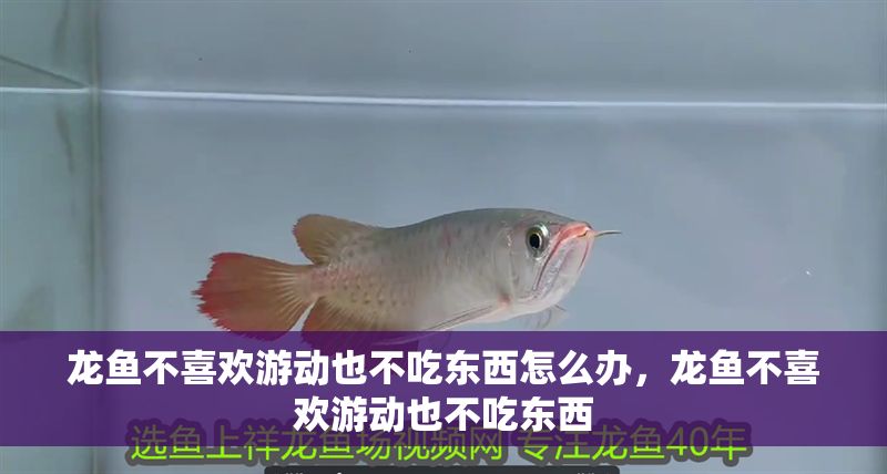 龍魚不喜歡游動也不吃東西怎么辦，龍魚不喜歡游動也不吃東西