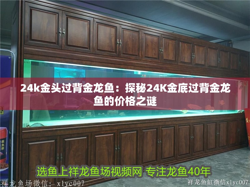 24k金頭過(guò)背金龍魚(yú)：探秘24K金底過(guò)背金龍魚(yú)的價(jià)格之謎