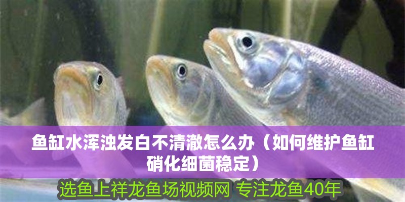 阿瓦娜龍魚：【提燈與地下城吧】提燈與地下城吧】百度貼吧