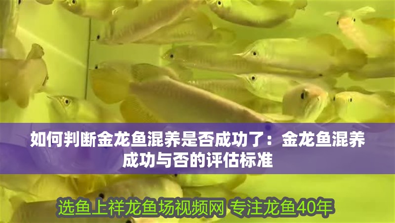 龍魚溫度多少度最好：龍魚的養殖需要特別注意水溫的控制，對于龍魚的健康至關重要