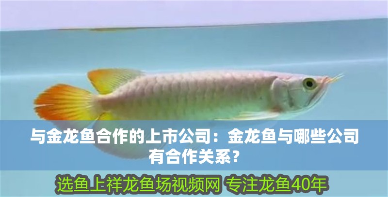 與金龍魚合作的上市公司：金龍魚與哪些公司有合作關系？