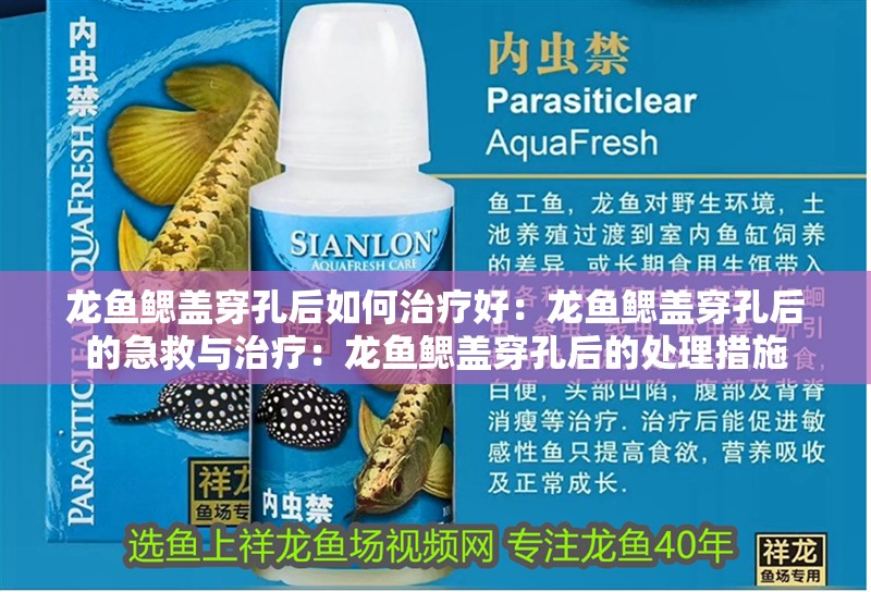 龍魚鰓蓋穿孔后如何治療好：龍魚鰓蓋穿孔后的急救與治療：龍魚鰓蓋穿孔后的處理措施