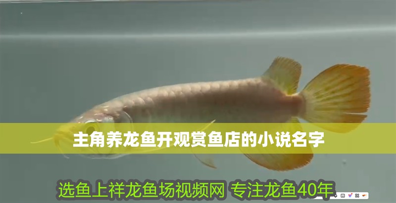 主角養(yǎng)龍魚開觀賞魚店的小說名字