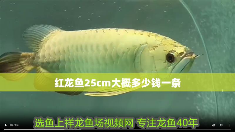 紅龍魚25cm大概多少錢一條 龍魚百科 第1張 紅龍魚25cm大概多少錢一條 紅龍魚25cm大概多少錢一條 龍魚百科 第1張