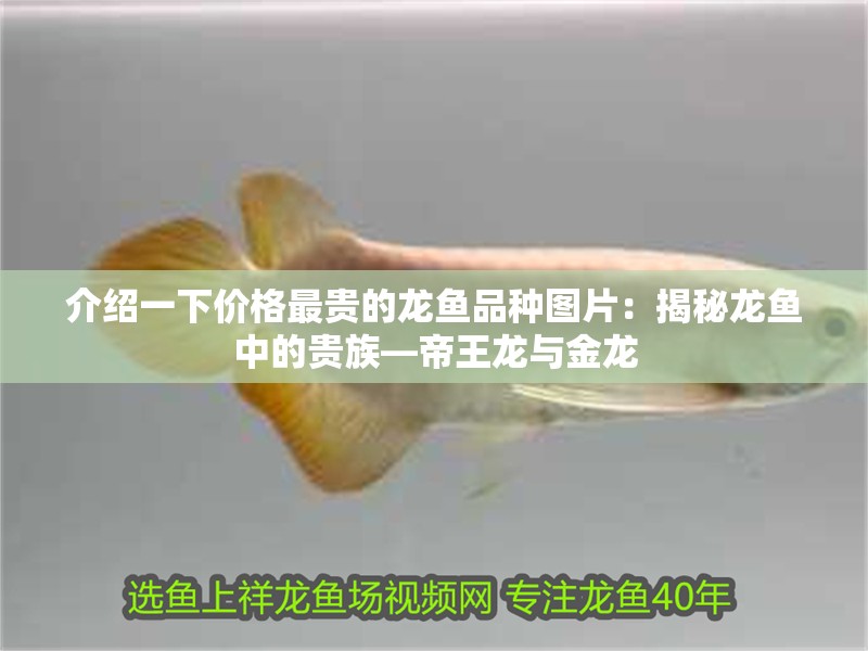 介紹一下價格最貴的龍魚品種圖片：揭秘龍魚中的貴族—帝王龍與金龍