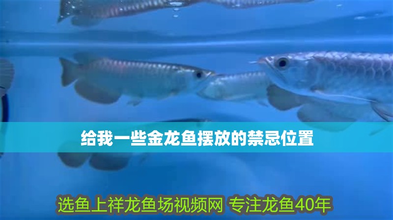 給我一些金龍魚(yú)擺放的禁忌位置