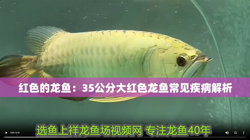 紅色的龍魚：35公分大紅色龍魚常見疾病解析