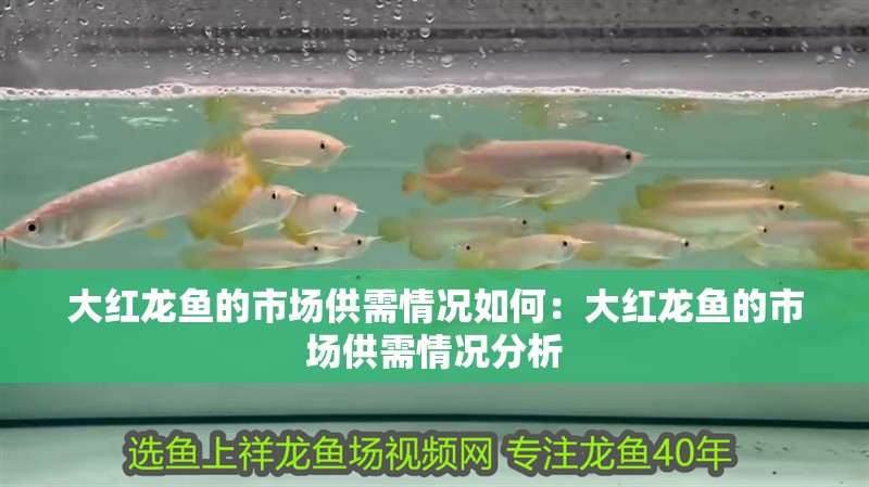 大紅龍魚的市場供需情況如何：大紅龍魚的市場供需情況分析