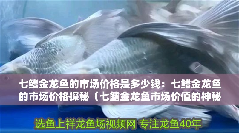七鰭金龍魚的市場價格是多少錢：七鰭金龍魚的市場價格探秘（七鰭金龍魚市場價值的神秘面紗帶您了解七鰭金龍魚的價值）