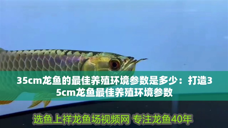 35cm龍魚的最佳養殖環境參數是多少：打造35cm龍魚最佳養殖環境參數