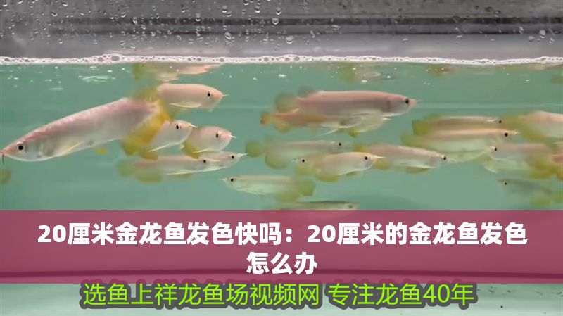 20厘米金龍魚發(fā)色快嗎：20厘米的金龍魚發(fā)色怎么辦