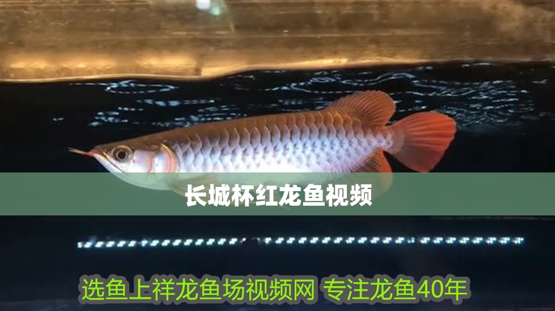長(zhǎng)城杯紅龍魚(yú)視頻