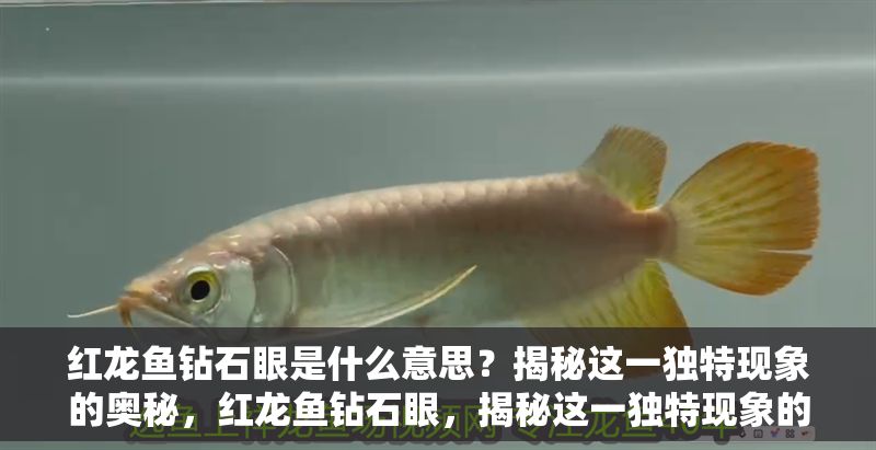 紅龍魚鉆石眼是什么意思？揭秘這一獨特現象的奧秘，紅龍魚鉆石眼，揭秘這一獨特現象的奧秘