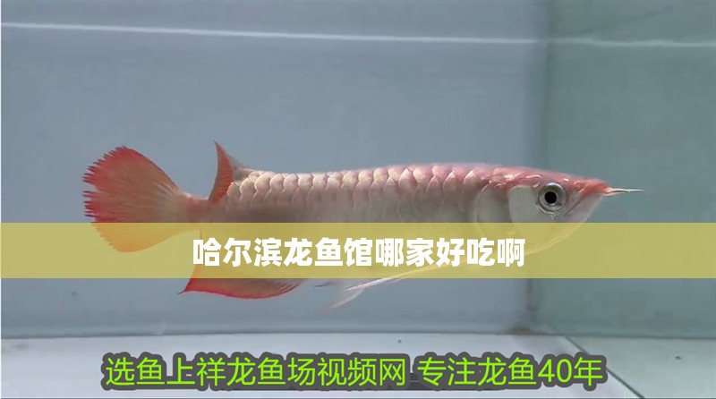 哈爾濱龍魚館哪家好吃啊