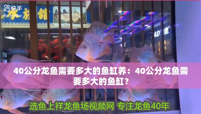 40公分龍魚需要多大的魚缸養：40公分龍魚需要多大的魚缸？