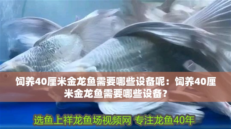 飼養40厘米金龍魚需要哪些設備呢：飼養40厘米金龍魚需要哪些設備？