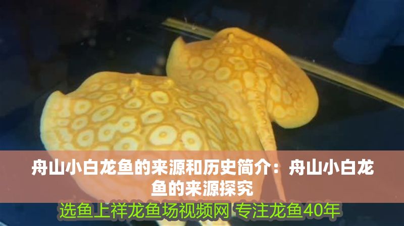 舟山小白龍魚的來源和歷史簡介：舟山小白龍魚的來源探究