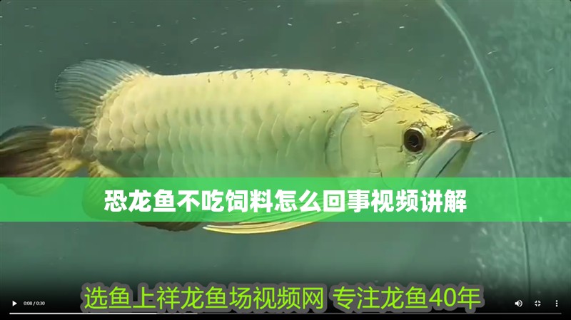 恐龍魚不吃飼料怎么回事視頻講解