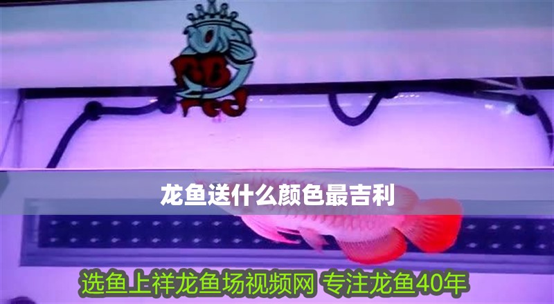 龍魚送什么顏色最吉利