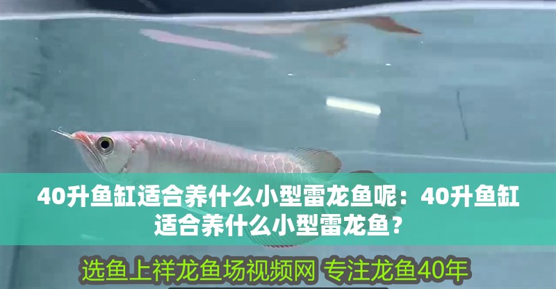 40升魚缸適合養什么小型雷龍魚呢：40升魚缸適合養什么小型雷龍魚？
