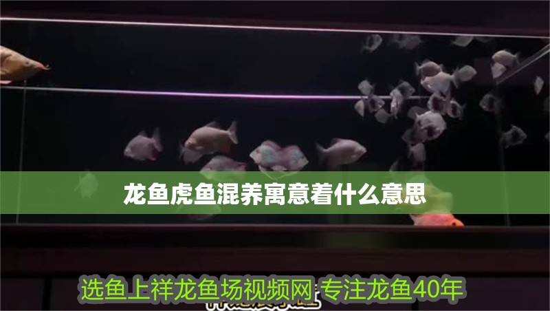 龍魚虎魚混養(yǎng)寓意著什么意思