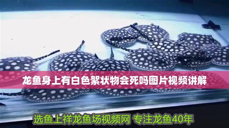 龍魚身上有白色絮狀物會死嗎圖片視頻講解