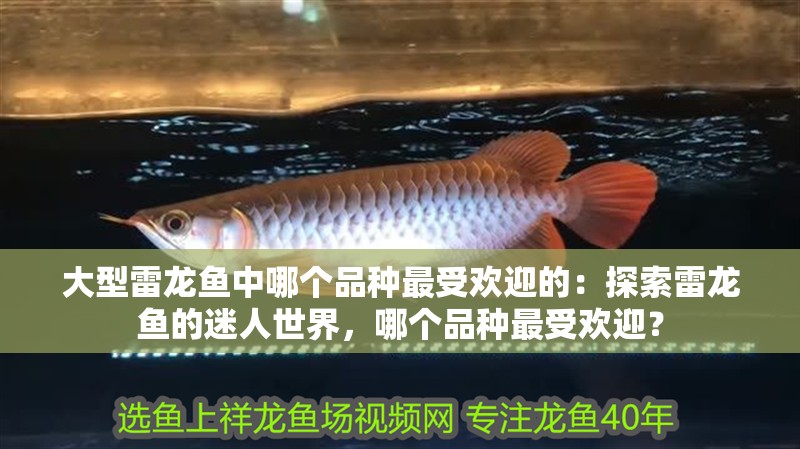 大型雷龍魚中哪個品種最受歡迎的：探索雷龍魚的迷人世界，哪個品種最受歡迎？