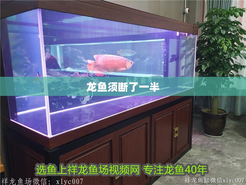 魚缸過濾器選購指南:自制魚缸過濾器魚缸上置過濾器對于養魚愛好者的必備知識 龍魚須斷了一半 龍魚百科 龍魚須斷了一半 龍魚須斷了一半 龍魚百科