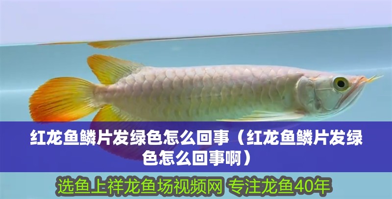 紅龍魚鱗片發綠色怎么回事（紅龍魚鱗片發綠色怎么回事啊）