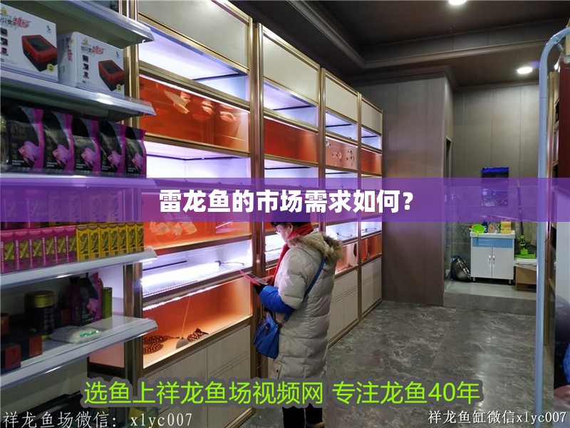 雷龍魚的市場需求如何？