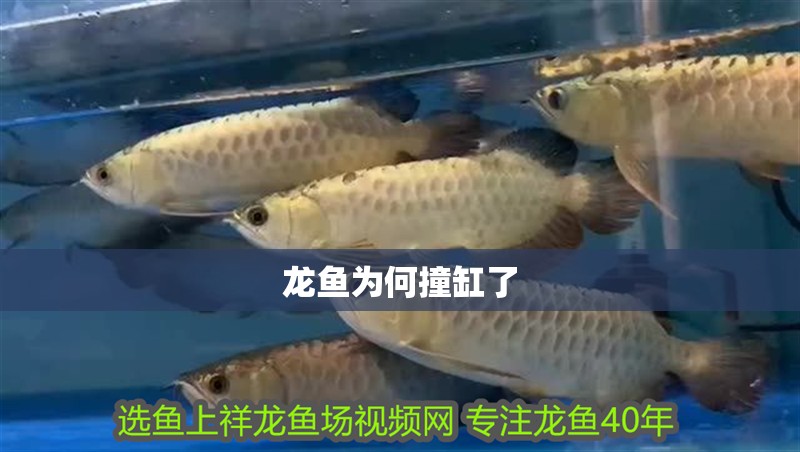 龍魚為何撞缸了