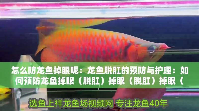 怎么防龍魚掉眼呢：龍魚脫肛的預(yù)防與護(hù)理：如何預(yù)防龍魚掉眼（脫肛）掉眼（脫肛）掉眼（脫肛）