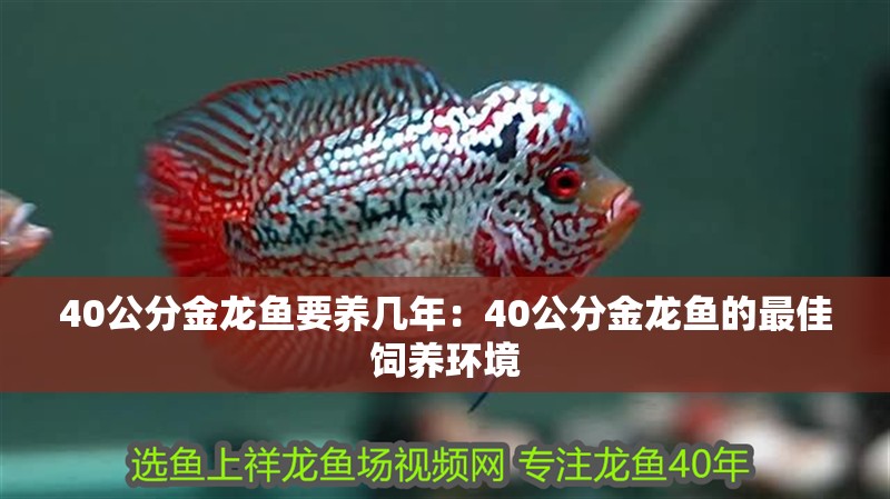 40公分金龍魚要養幾年：40公分金龍魚的最佳飼養環境