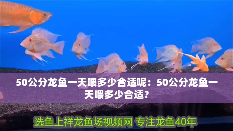 50公分龍魚一天喂多少合適呢：50公分龍魚一天喂多少合適？
