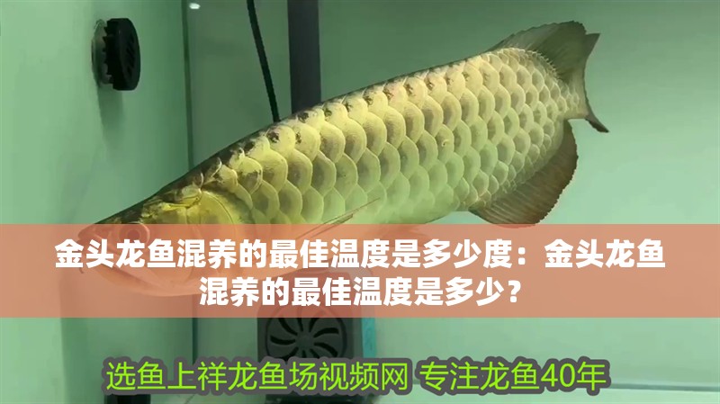 金頭龍魚混養(yǎng)的最佳溫度是多少度：金頭龍魚混養(yǎng)的最佳溫度是多少？