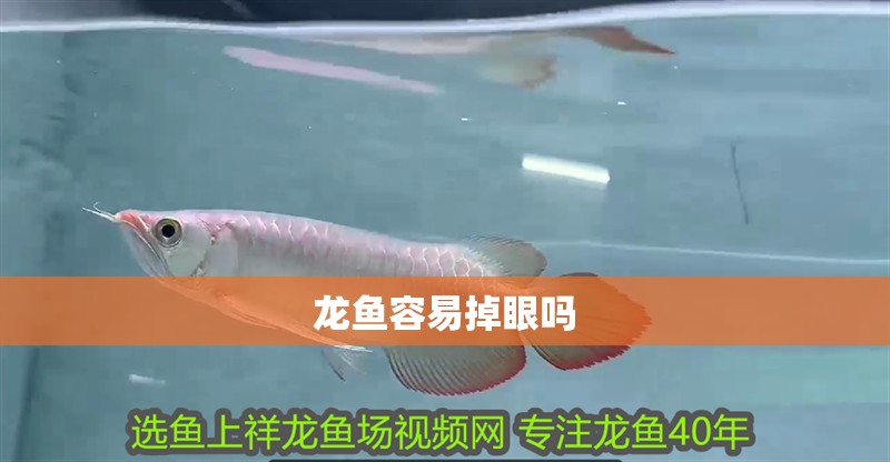 龍魚容易掉眼嗎 龍魚容易掉眼嗎 龍魚百科