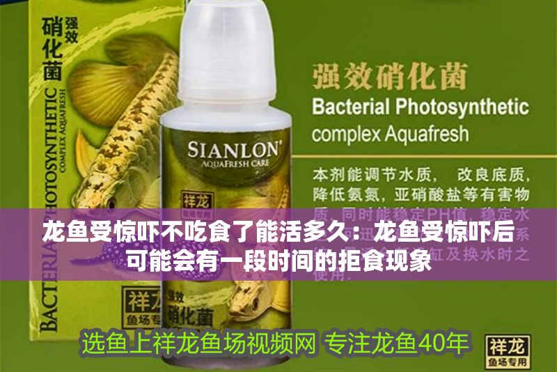 龍魚受驚嚇不吃食了能活多久：龍魚受驚嚇后可能會(huì)有一段時(shí)間的拒食現(xiàn)象