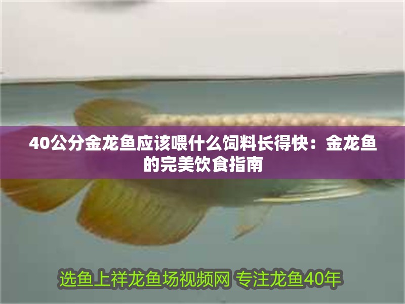 40公分金龍魚應該喂什么飼料長得快：金龍魚的完美飲食指南