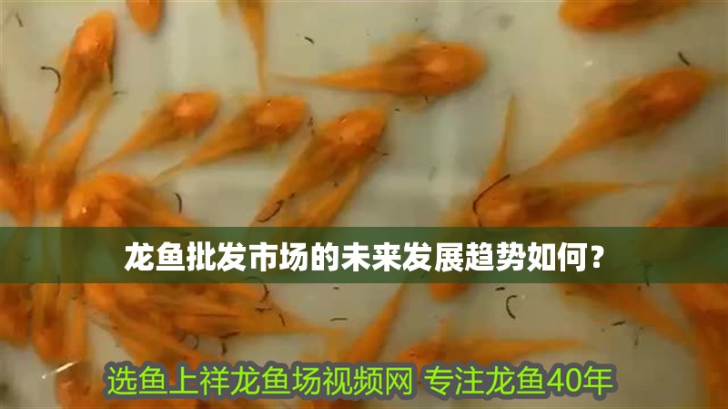 龍魚批發市場的未來發展趨勢如何？
