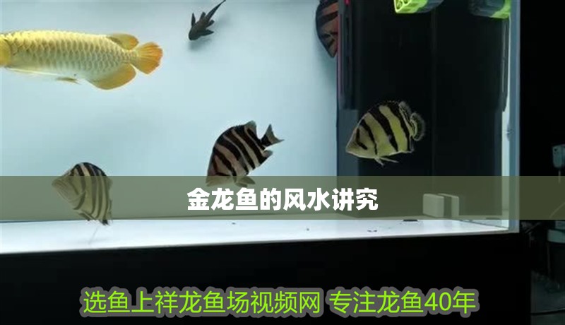 金龍魚的風水講究