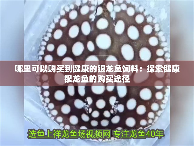 哪里可以購(gòu)買到健康的銀龍魚(yú)飼料：探索健康銀龍魚(yú)的購(gòu)買途徑
