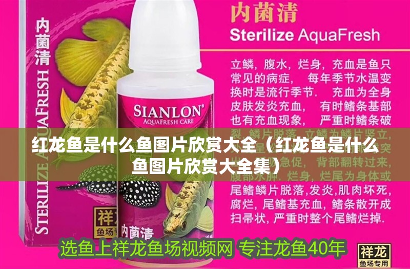 紅龍魚是什么魚圖片欣賞大全（紅龍魚是什么魚圖片欣賞大全集）