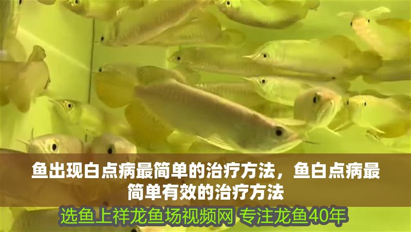 魚出現(xiàn)白點病最簡單的治療方法，魚白點病最簡單有效的治療方法