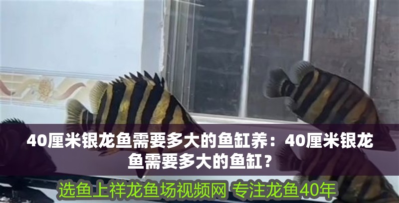40厘米銀龍魚需要多大的魚缸養：40厘米銀龍魚需要多大的魚缸？