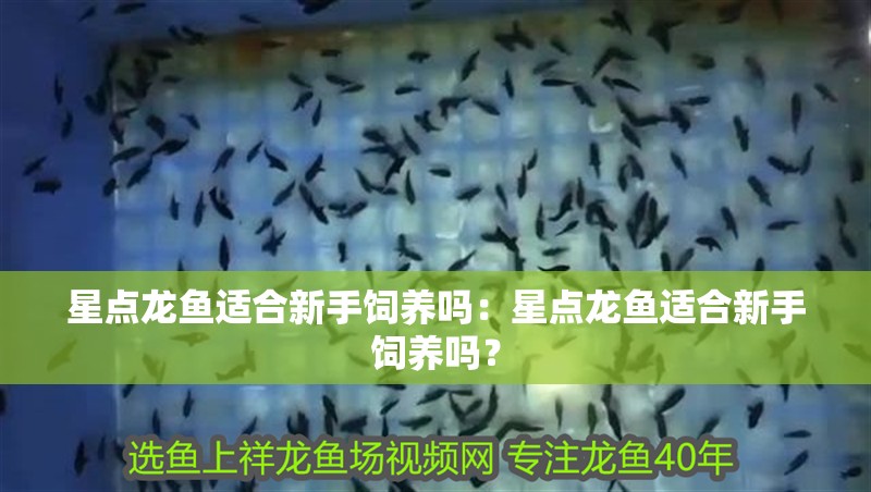 星點龍魚適合新手飼養嗎：星點龍魚適合新手飼養嗎？