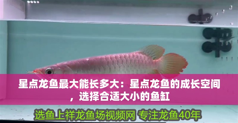 星點龍魚最大能長多大：星點龍魚的成長空間，選擇合適大小的魚缸