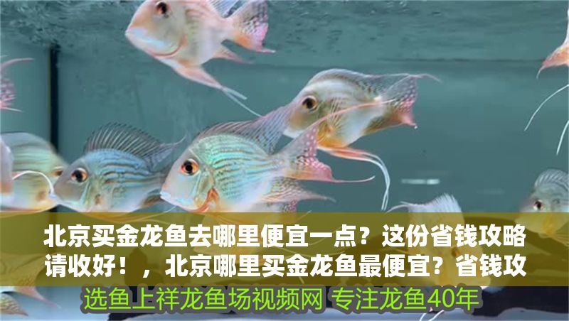 北京買金龍魚去哪里便宜一點？這份省錢攻略請收好！，北京哪里買金龍魚最便宜？省錢攻略來了！